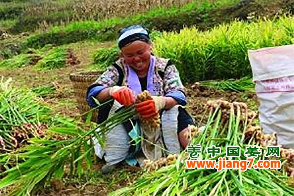 生姜订单种植，销路不再愁 ()