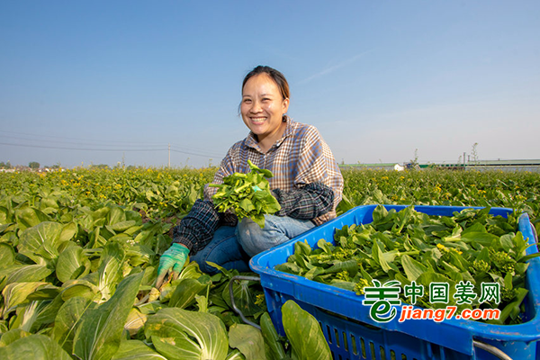 河南柘城：千亩蔬菜采摘忙 ()