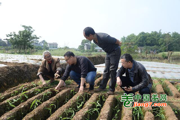 重庆荣昌：两千亩生姜长势喜人 ()