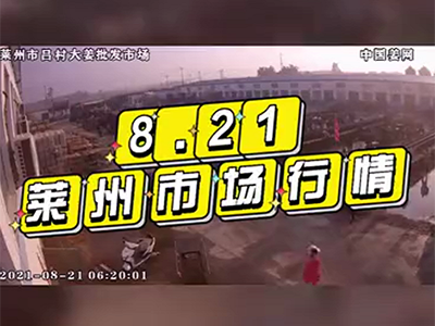 8月21日 莱州生姜交易实况（行情平稳） ()