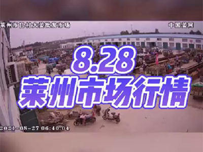 8月27日 莱州生姜交易实况（行情平稳） ()