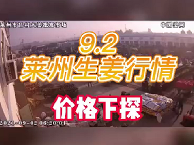 9月2日 莱州生姜交易实况（价格下探） ()