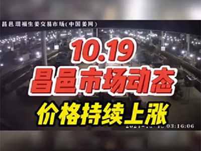 10月19日 昌邑生姜交易实况（价格继续上涨） ()