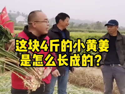 这块4斤的小黄姜是怎么长成的？ ()