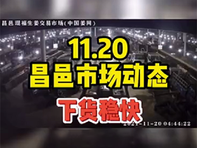 11月20日 昌邑生姜交易实况（下货稳快） ()