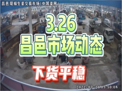 3月26日 昌邑生姜交易实况（下货平稳） ()