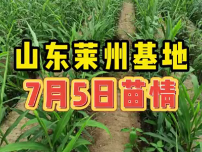 生姜种植：7月5日 山东莱州基地苗情 ()