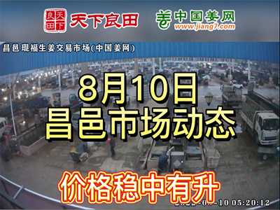 8月10日 昌邑生姜交易实况（稳中偏硬） ()