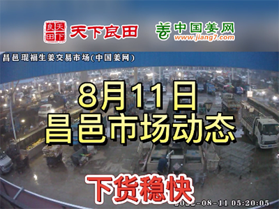 8月11日 昌邑生姜交易实况（下货稳快） ()