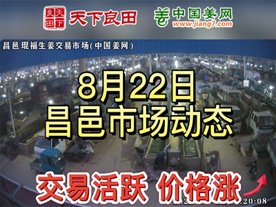 8月22日 昌邑生姜交易实况（价格上涨） ()