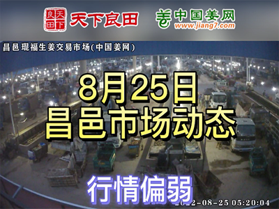 8月25日 昌邑生姜交易实况（价格偏弱） ()