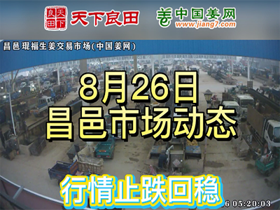 8月26日 昌邑生姜交易实况（止跌回稳） ()