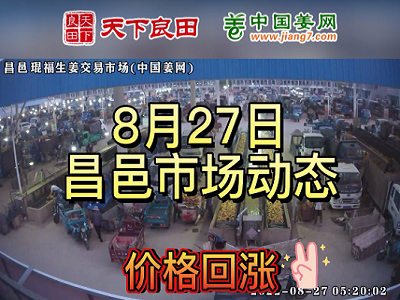 8月27日 昌邑生姜交易实况（价格回涨） ()