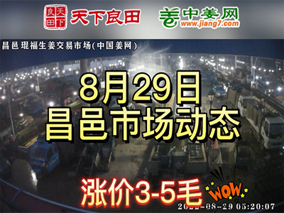 8月29日 昌邑生姜交易实况（价格暴涨） ()