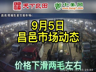 9月5日 昌邑生姜交易实况（价格下滑2毛） ()