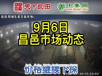 9月6日 昌邑生姜交易实况（价格继续下滑） ()