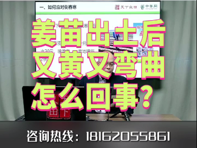 姜苗出土后又黄又弯曲怎么回事？ ()