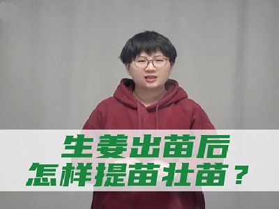 生姜出苗后怎样提苗壮苗？ ()