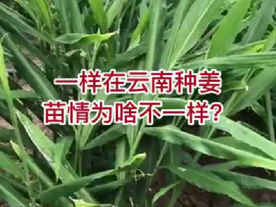 一样在云南种姜，苗情为啥不一样？ ()