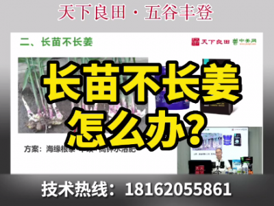 长苗不长姜怎么办？ ()