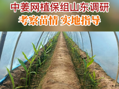 中姜网植保组山东调研 考察苗情实地指导 ()