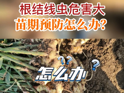 根结线虫危害大 苗期预防怎么办？ ()