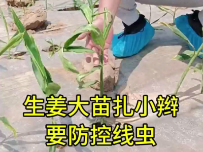 生姜大苗扎小辫 要防控线虫 ()