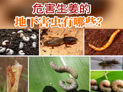 危害生姜的地下害虫有哪些？ ()