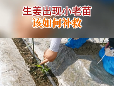 生姜出现小老苗该如何补救？ ()