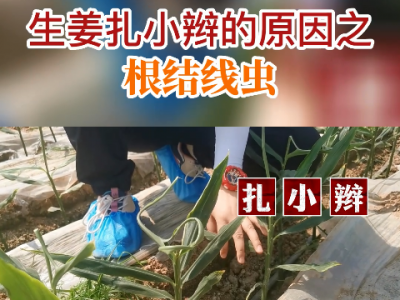 生姜扎小辫的原因之根结线虫 ()