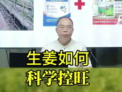 生姜如何科学控肥 ()