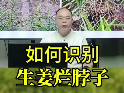 如何识别生姜烂脖子 ()