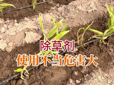 除草剂使用不当危害大 ()