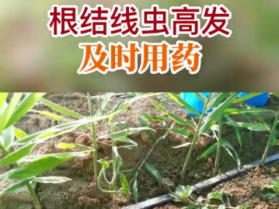 根结线虫高发及时用药 ()