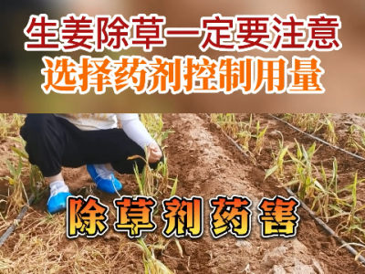 生姜除草一定要注意选择药 剂控制用量 ()