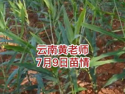 云南黄老师7月9日苗情反馈 ()