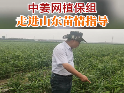 中姜网植保组走进山东苗情指导 ()