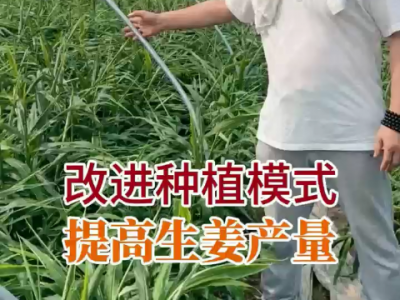 改进种植模式 提高生姜产量 ()