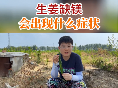 生姜缺镁会出现什么症状？ ()