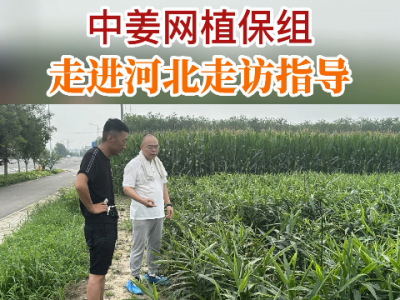 中姜网植保组走进河北走访指导 ()