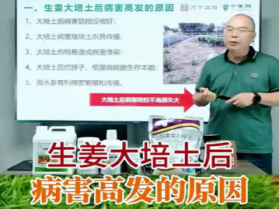 生姜大培土后病害高发的原因？ ()