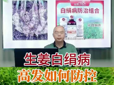 生姜自绢病高发如何防控？ ()