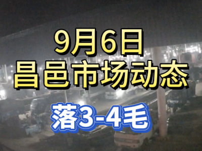 9月6日 琨福市场大姜价格（落3-4毛） ()