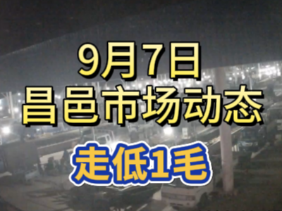 9月7日 琨福市场大姜价格（走低1毛） ()