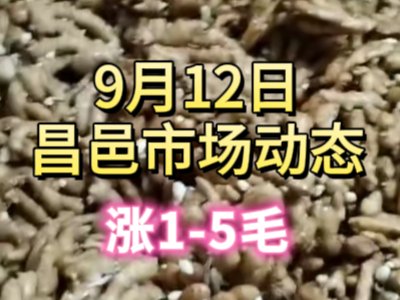 9月13日 琨福市场大姜价格（涨1-5毛） ()