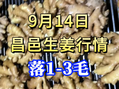 9月14日 昌邑大姜价格行情（落1-3毛） ()