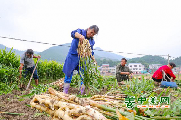 湖南新田鲜姜上市 助力乡村振兴 ()