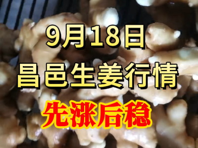 9月18日 昌邑大姜价格行情（先涨后稳） ()