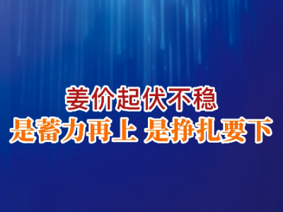 老石说姜：姜价起伏不稳 是蓄力再上还是挣扎要下？ ()