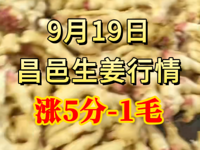 9月19日 昌邑大姜价格行情（涨5分-1毛） ()